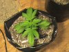 16daysbluecheese.JPG