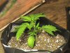 16daysbluecheese2.JPG