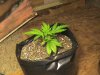 16dayslemonskunk2.JPG