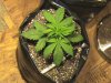 16dayslemonskunk3.JPG