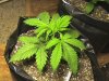 16dayslemonskunk4.JPG