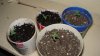 DSC02033-1.jpg