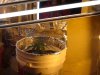 DSC02217.jpg