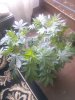 IMG_20150426_093036_118.jpg