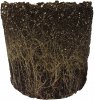 Roots fully eaten soil.jpg