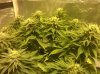 Lemon Bud.jpg