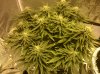 Lemon Bud (white widow x big bud).jpg
