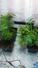 Screenshot_2015-05-01-16-36-53.png