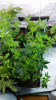 Screenshot_2015-05-01-16-36-59.png