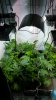 Screenshot_2015-05-01-16-37-42.png