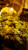 Screenshot_2015-05-01-16-38-49.png