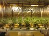 PRE_SCROG.jpg