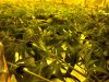 SCROG_CLOSE.jpg