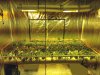 SCROG_MID.jpg