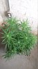20150501_114353.jpg