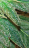 Screenshot_2015-05-02-12-51-41.png