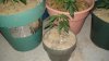 DSC02350.jpg