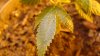 DSC02037-1.jpg