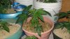 DSC02352.jpg