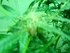 5 weeks flower 003.jpg