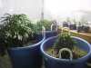 #1  1-1-09 veg.jpg