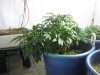 #2  1-09 veg.jpg