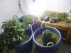 #3  1-1-09 veg.jpg