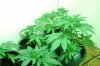 grow 025.jpg