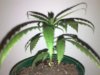 Plant.jpg