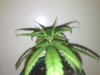 Plant1.jpg