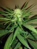 SD2 Bud 4 weeks.jpg SD2 Bud 4 weeks.jpg