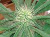 SD3 Frosty Bud week 4.jpg SD3 Frosty Bud week 4.jpg