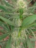 SD3 Bud week 4.jpg SD3 Bud week 4.jpg