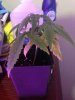 IMG_0366.JPG IMG_0366.JPG