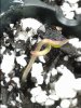 Temple Kush Seedling.jpg Temple Kush Seedling.jpg