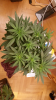 Screenshot_2015-05-08-16-58-49.png