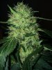 plant 1op.JPG plant 1op.JPG