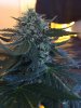 plant 1p.JPG plant 1p.JPG