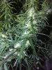 05122015 WWbudsite1.JPG