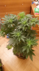 Screenshot_2015-05-13-13-39-41.png