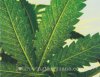 02-cannabis-whiteflies.jpg