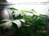 100_0217.jpg