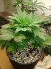 GSC 4.8.15.jpg