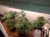 420 14 days from flip all.jpg