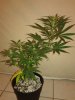 SD1 4 weeks Flower.jpg