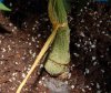 rootpipe.jpg