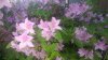 IMAG0430.jpg