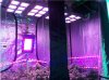 Osram test grow.JPG Osram test grow.JPG