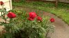 red-roses.jpg