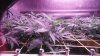 Day 10 of flower lightchange 006.JPG Day 10 of flower lightchange 006.JPG